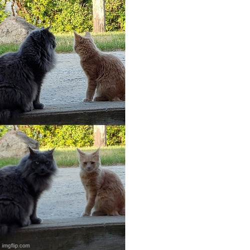 Cats suddenly judge you Blank Meme Template