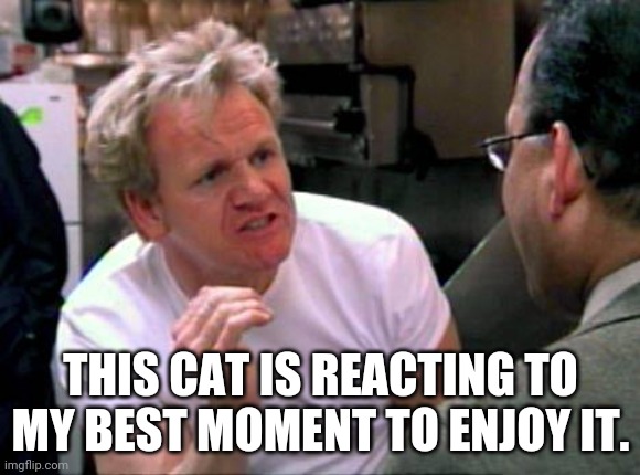 Gordon Ramsay | THIS CAT IS REACTING TO MY BEST MOMENT TO ENJOY IT. | image tagged in gordon ramsay | made w/ Imgflip meme maker