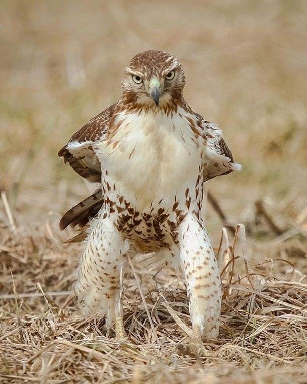 Bird aggressive stance Blank Meme Template