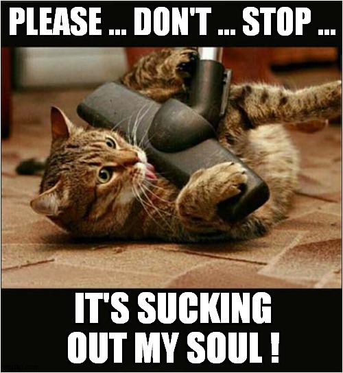 Cat Vs Scary Monster ! | PLEASE ... DON'T ... STOP ... IT'S SUCKING OUT MY SOUL ! | image tagged in cats,vaccuum,monster | made w/ Imgflip meme maker
