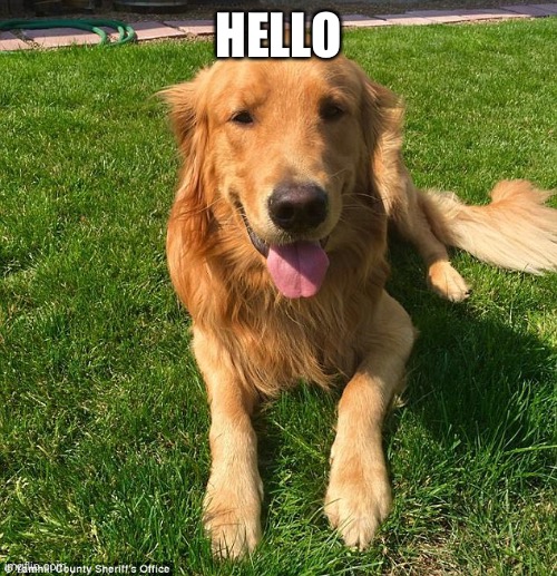 Cute right | HELLO | image tagged in golden retriever,dogs,doggy,cute dog | made w/ Imgflip meme maker