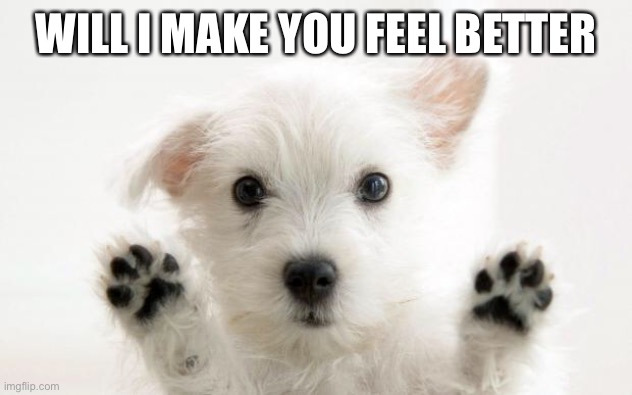 cute dog | WILL I MAKE YOU FEEL BETTER | image tagged in cute dog | made w/ Imgflip meme maker