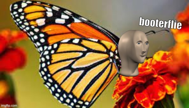 meme man booterflie | image tagged in meme man booterflie | made w/ Imgflip meme maker