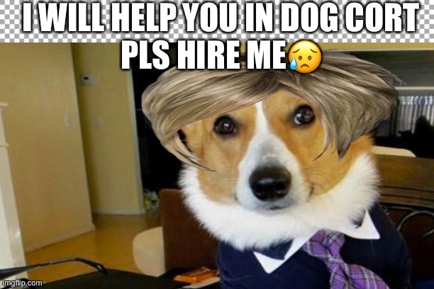 Dog lawyer | I WILL HELP YOU IN DOG CORT; PLS HIRE ME😥 | image tagged in doggie,cute,funny | made w/ Imgflip meme maker