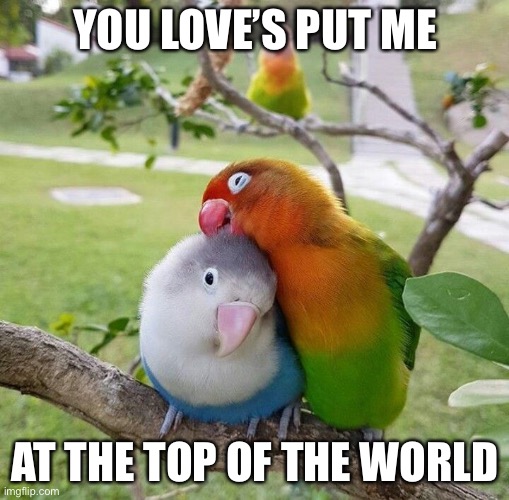 cuddling birds | YOU LOVE’S PUT ME; AT THE TOP OF THE WORLD | image tagged in cuddling birds | made w/ Imgflip meme maker