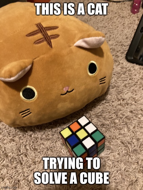 Cube cat |  THIS IS A CAT; TRYING TO SOLVE A CUBE | image tagged in meow | made w/ Imgflip meme maker
