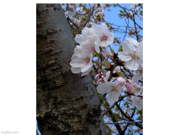 Sakura! | image tagged in sakura | made w/ Imgflip meme maker