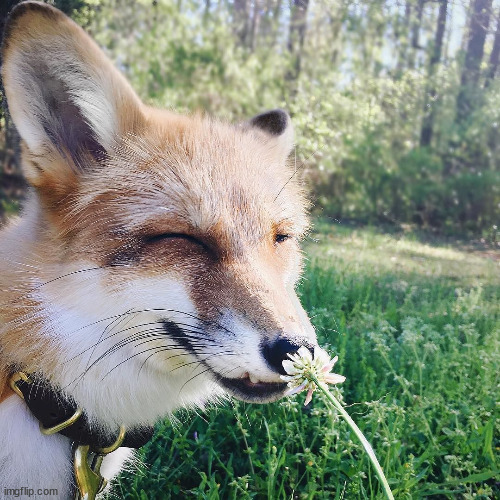 Another fox taking a selfie. | image tagged in fox,foxes,selfie | made w/ Imgflip meme maker