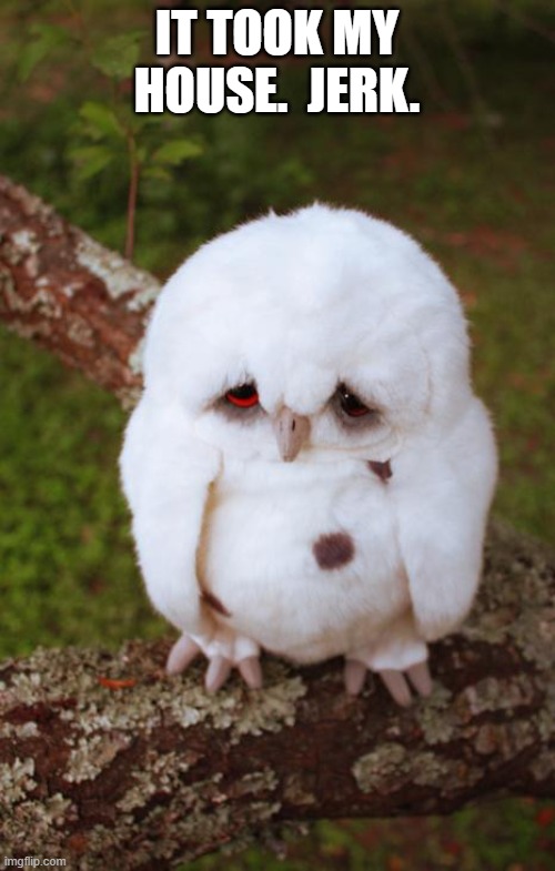 sad owl | IT TOOK MY HOUSE.  JERK. | image tagged in sad owl | made w/ Imgflip meme maker