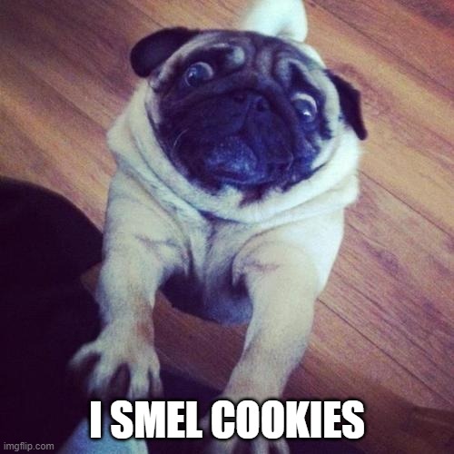pug smels cookies | I SMEL COOKIES | image tagged in pug-cookies-love | made w/ Imgflip meme maker