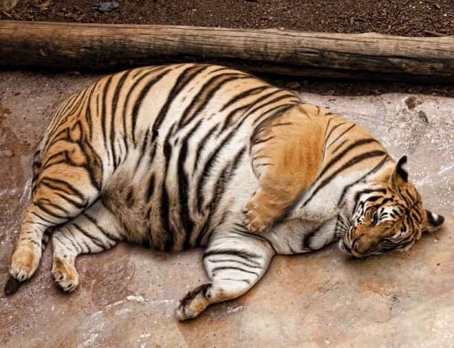 High Quality fat tiger Blank Meme Template