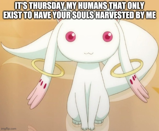 Thursday |  IT'S THURSDAY MY HUMANS THAT ONLY EXIST TO HAVE YOUR SOULS HARVESTED BY ME | image tagged in thursday | made w/ Imgflip meme maker