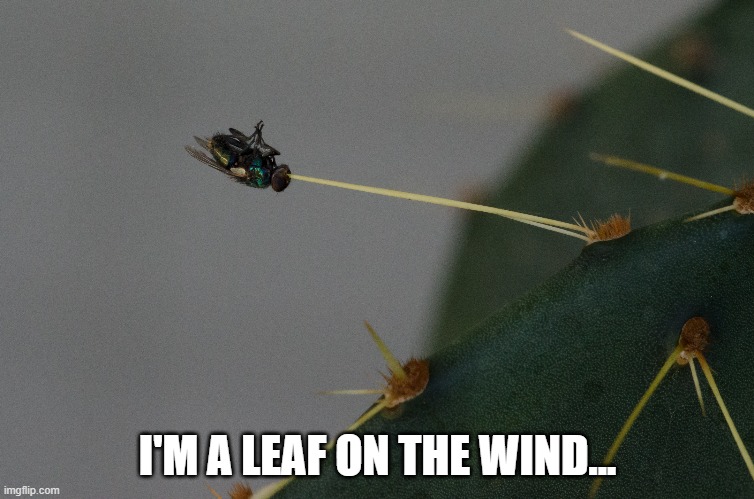 Leaf on the Wind... | I'M A LEAF ON THE WIND... | image tagged in movie quotes,fly,cactus,serenity,firefly | made w/ Imgflip meme maker