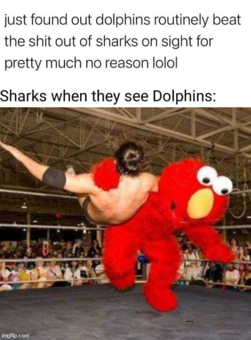 image tagged in elmo wrestler | made w/ Imgflip meme maker