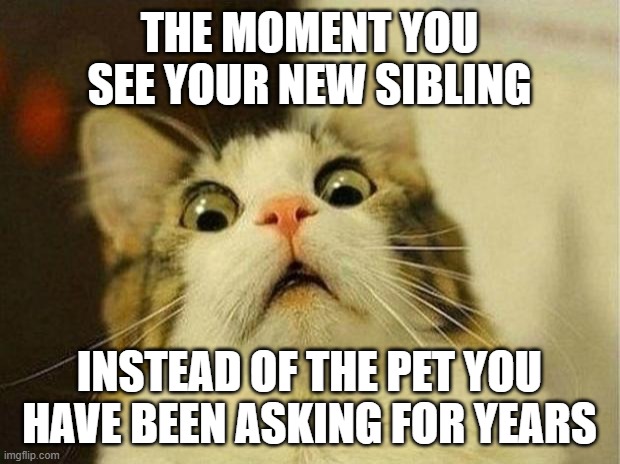 Scared Cat Meme | THE MOMENT YOU SEE YOUR NEW SIBLING; INSTEAD OF THE PET YOU HAVE BEEN ASKING FOR YEARS | image tagged in memes,scared cat | made w/ Imgflip meme maker