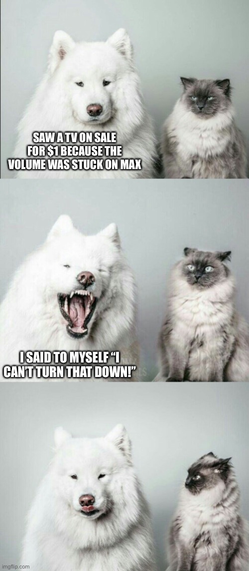 Turn it down | SAW A TV ON SALE FOR $1 BECAUSE THE VOLUME WAS STUCK ON MAX; I SAID TO MYSELF “I CAN’T TURN THAT DOWN!” | image tagged in bad joke dog cat | made w/ Imgflip meme maker