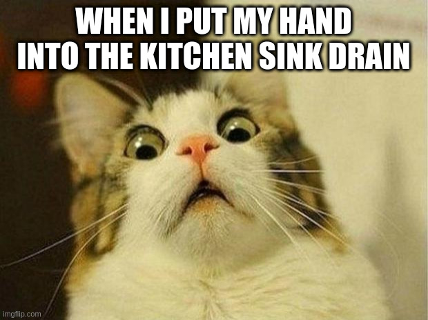 Bravery Drain | WHEN I PUT MY HAND INTO THE KITCHEN SINK DRAIN | image tagged in memes,scared cat | made w/ Imgflip meme maker