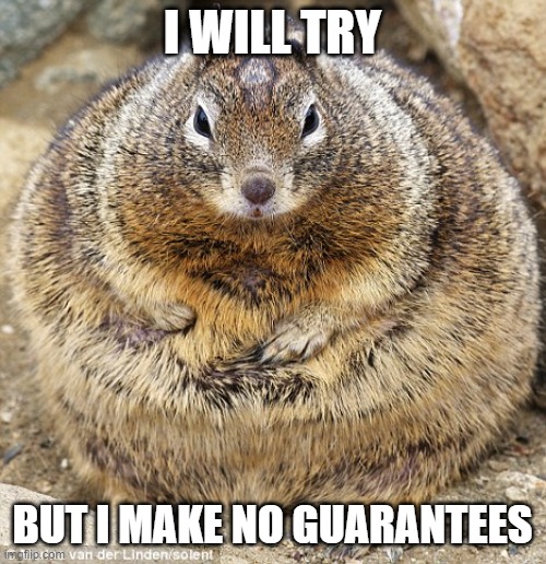 fat squirrel | I WILL TRY BUT I MAKE NO GUARANTEES | image tagged in fat squirrel | made w/ Imgflip meme maker