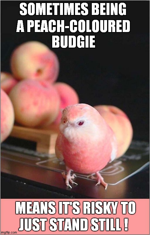 Best Keep On The Move ! | SOMETIMES BEING; A PEACH-COLOURED
BUDGIE; MEANS IT'S RISKY TO; JUST STAND STILL ! | image tagged in peaches,budgie,accidental consumption | made w/ Imgflip meme maker