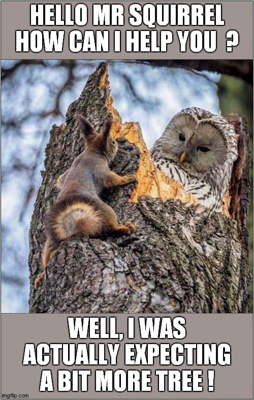 An Owl and A Squirrel Meet ! | HELLO MR SQUIRREL
HOW CAN I HELP YOU  ? WELL, I WAS ACTUALLY EXPECTING A BIT MORE TREE ! | image tagged in owl,squirre,tree | made w/ Imgflip meme maker