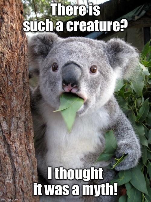 Surprised Koala Meme | There is such a creature? I thought it was a myth! | image tagged in memes,surprised koala | made w/ Imgflip meme maker