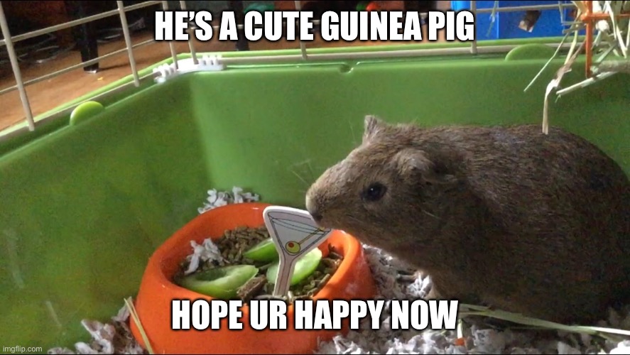 Guinea pig | HE’S A CUTE GUINEA PIG; HOPE UR HAPPY NOW | image tagged in guinea pig | made w/ Imgflip meme maker