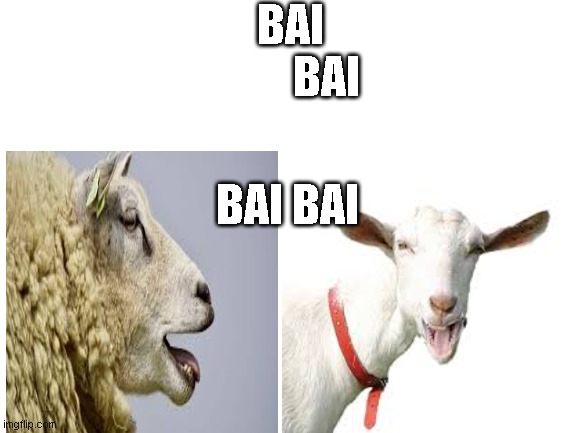 when they say | BAI 
       BAI; BAI BAI | image tagged in sheep,goat,funny animals,funny memes | made w/ Imgflip meme maker