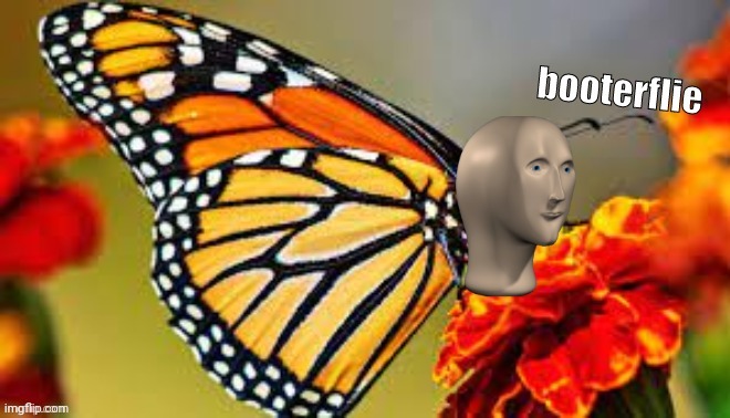 meme man booterflie | image tagged in meme man booterflie | made w/ Imgflip meme maker