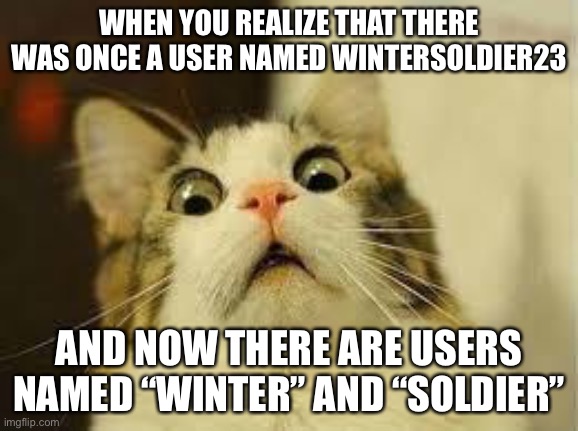 i am aware wintersoldier23 is winter btw | WHEN YOU REALIZE THAT THERE WAS ONCE A USER NAMED WINTERSOLDIER23; AND NOW THERE ARE USERS NAMED “WINTER” AND “SOLDIER” | image tagged in shocked cat | made w/ Imgflip meme maker