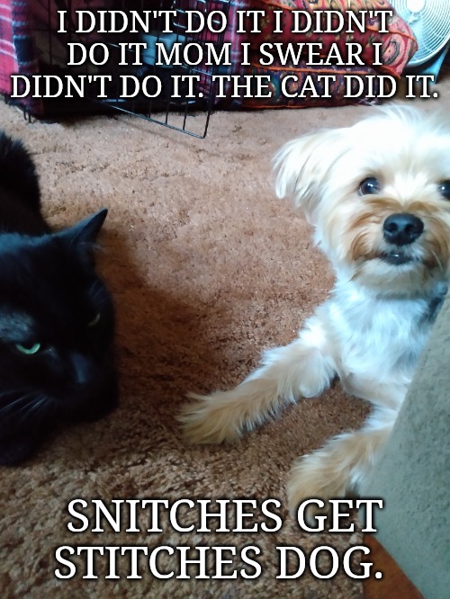 Kari | I DIDN'T DO IT I DIDN'T DO IT MOM I SWEAR I DIDN'T DO IT. THE CAT DID IT. SNITCHES GET STITCHES DOG. | image tagged in kari | made w/ Imgflip meme maker