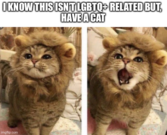 Very cute | I KNOW THIS ISN’T LGBTQ+ RELATED BUT, 
HAVE A CAT | image tagged in very cute | made w/ Imgflip meme maker