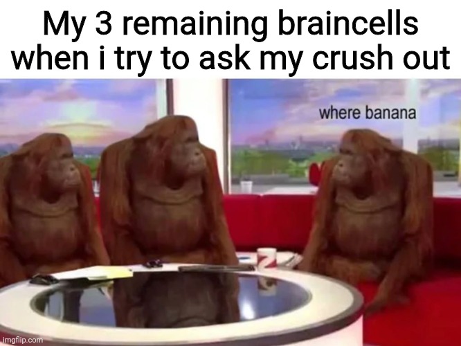 Monkey where | My 3 remaining braincells when i try to ask my crush out | image tagged in monkey where | made w/ Imgflip meme maker