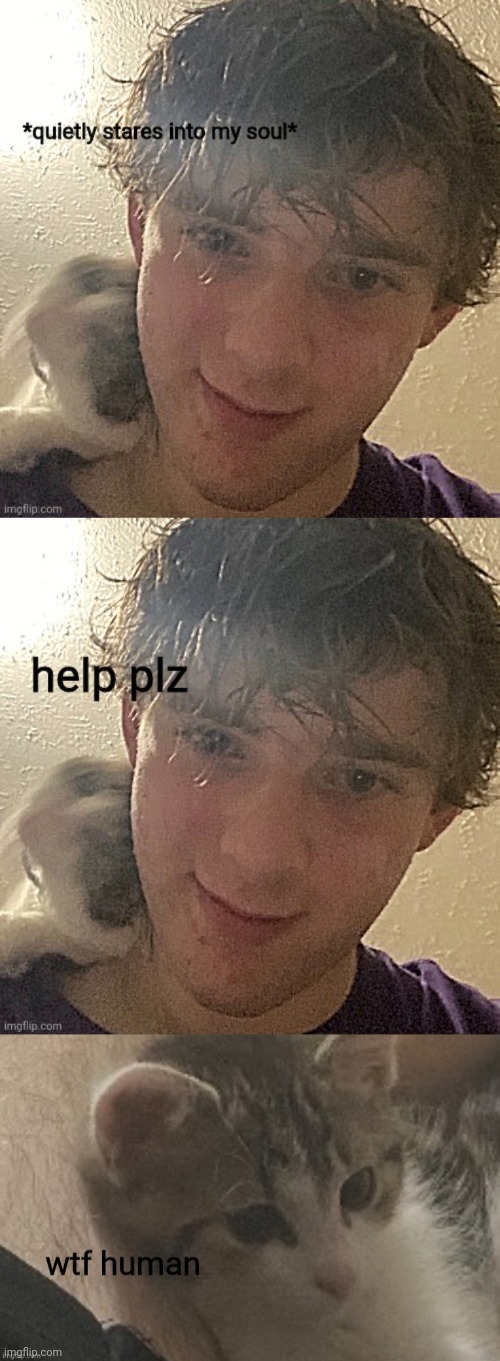 templates featuring maze and his cat luna lol | image tagged in maze quietly stares into my soul,maze help plz,wtf human | made w/ Imgflip meme maker