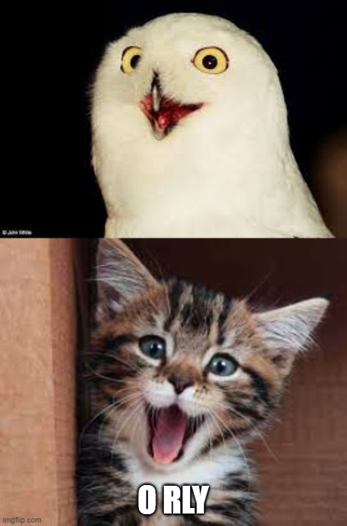 O rly | O RLY | image tagged in happykitty cat | made w/ Imgflip meme maker