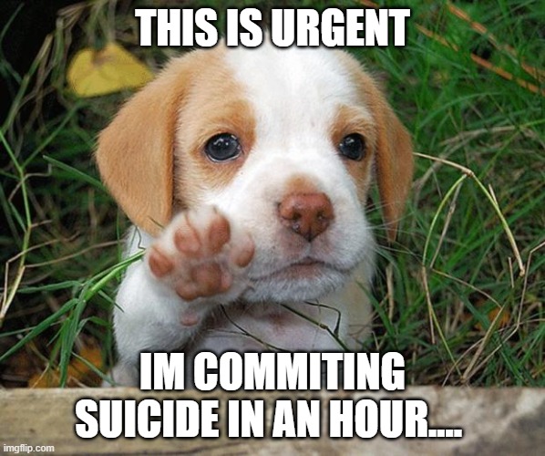 link in comments why or a fairwell | THIS IS URGENT; IM COMMITING SUICIDE IN AN HOUR.... | image tagged in dog puppy bye | made w/ Imgflip meme maker