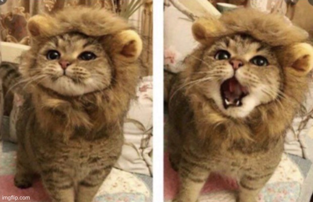 Very cute | image tagged in very cute | made w/ Imgflip meme maker