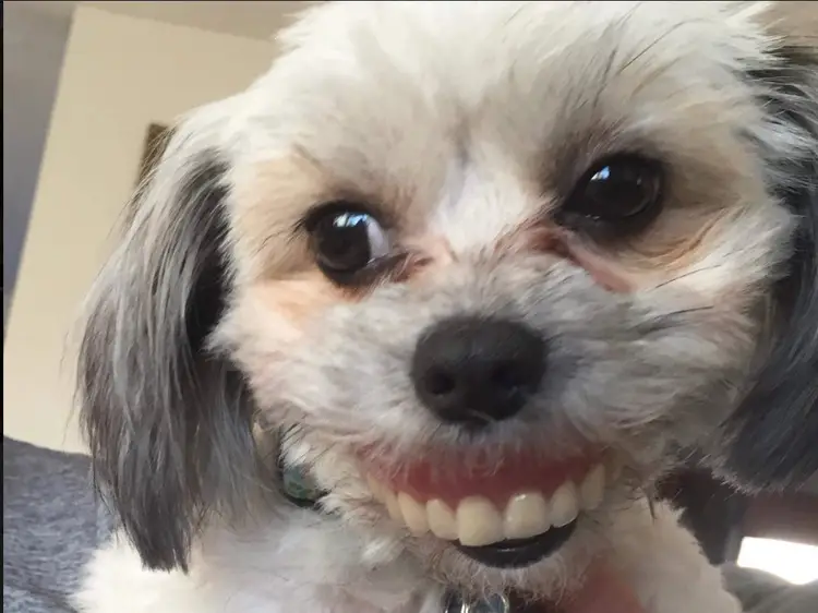 dog teeth bitch Blank Meme Template