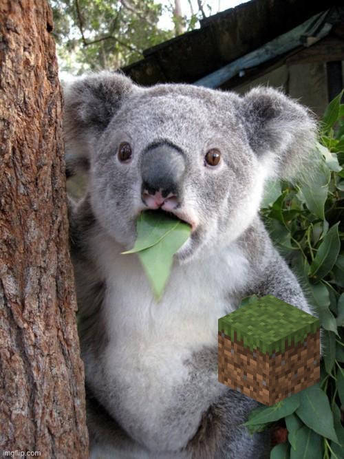 Surprised Koala Meme | image tagged in memes,surprised koala | made w/ Imgflip meme maker