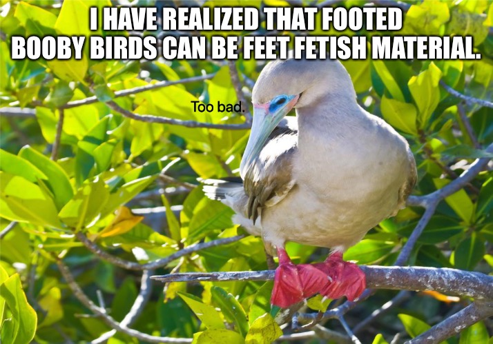 ;-; | I HAVE REALIZED THAT FOOTED BOOBY BIRDS CAN BE FEET FETISH MATERIAL. | image tagged in too bad booby | made w/ Imgflip meme maker