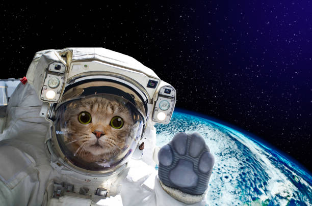 Kitty cat astronaut in space Blank Meme Template