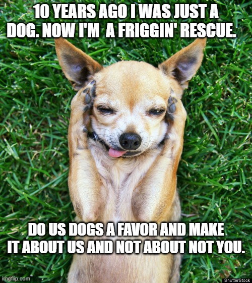 Rescue my Butt | 10 YEARS AGO I WAS JUST A DOG. NOW I'M  A FRIGGIN' RESCUE. DO US DOGS A FAVOR AND MAKE IT ABOUT US AND NOT ABOUT NOT YOU. | image tagged in dogs,animal rescue,single life,religion | made w/ Imgflip meme maker