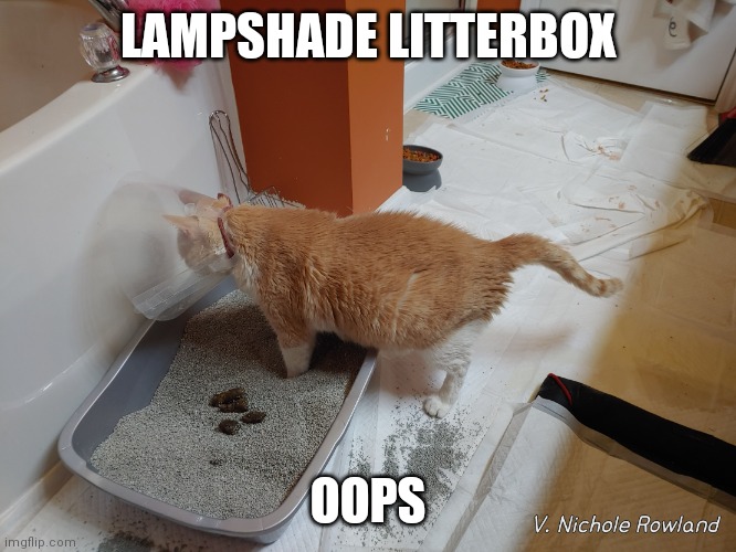 Lampshade Litterbox Failure | LAMPSHADE LITTERBOX; OOPS | image tagged in lampshade litterbox failure | made w/ Imgflip meme maker