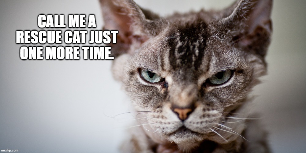 One word from death. | CALL ME A RESCUE CAT JUST ONE MORE TIME. | image tagged in cats,grumpy cat,pets,animal rescue | made w/ Imgflip meme maker