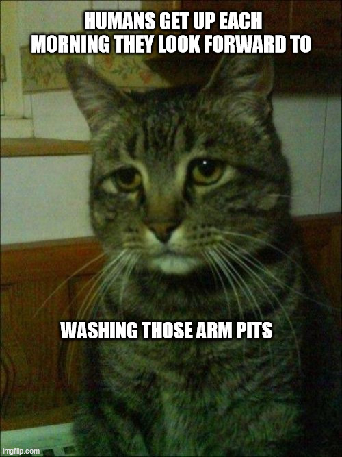 Depressed Cat | HUMANS GET UP EACH MORNING THEY LOOK FORWARD TO; WASHING THOSE ARM PITS | image tagged in memes,depressed cat | made w/ Imgflip meme maker