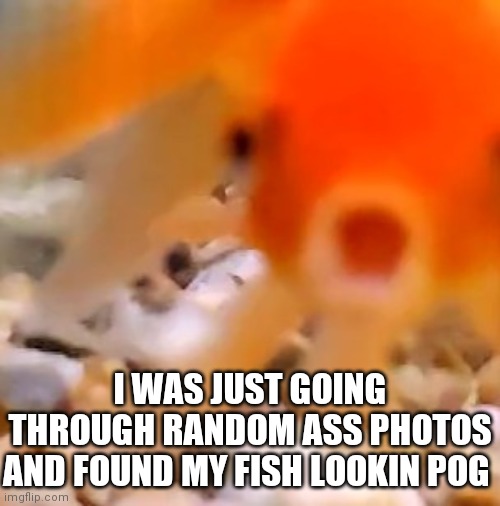 Pog | I WAS JUST GOING THROUGH RANDOM ASS PHOTOS AND FOUND MY FISH LOOKIN POG | image tagged in pog,fish | made w/ Imgflip meme maker