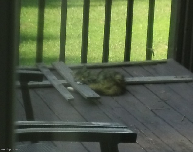wittle cookie sleeping >w< | made w/ Imgflip meme maker