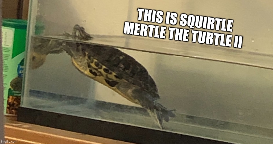 Say hi | THIS IS SQUIRTLE MERTLE THE TURTLE II | image tagged in turtle | made w/ Imgflip meme maker