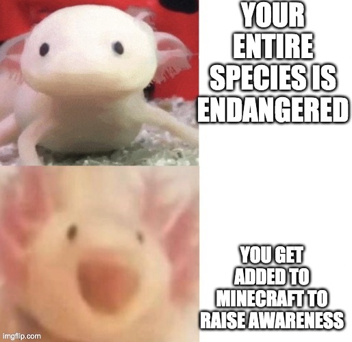 Axolotl | YOUR ENTIRE SPECIES IS ENDANGERED; YOU GET ADDED TO MINECRAFT TO RAISE AWARENESS | image tagged in axolotl | made w/ Imgflip meme maker