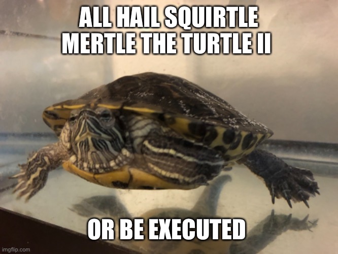 Heyyy | ALL HAIL SQUIRTLE MERTLE THE TURTLE II; OR BE EXECUTED | image tagged in turtle,memes,squirtle mertle the turtle ii | made w/ Imgflip meme maker