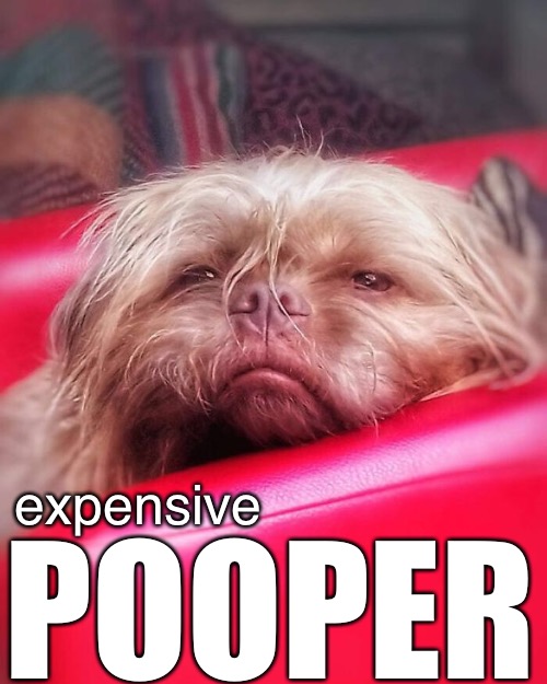 expensive POOPER | made w/ Imgflip meme maker